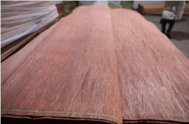 Bintangor Veneer Natural Wood For Plywood