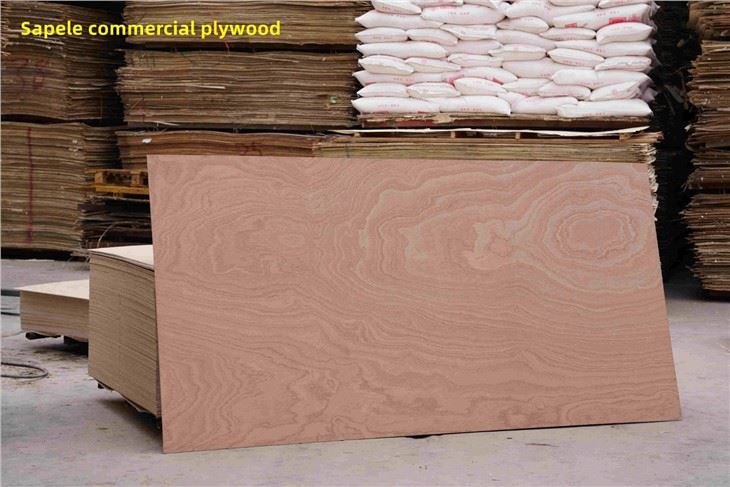 Bintangor / Commercial Plywood / XINGANG / CHINA