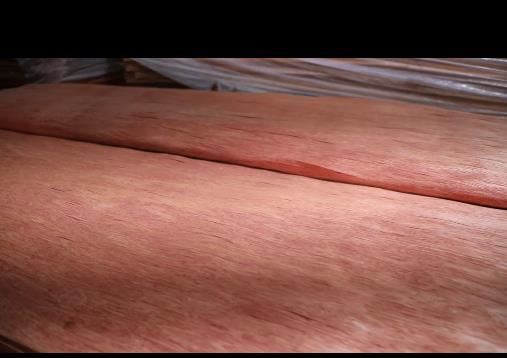 Bintangor Veneer Natural Wood For Plywood