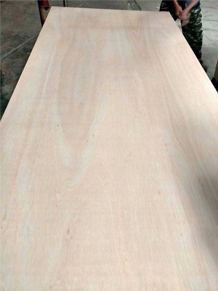Greece Eucalyptus Face Plywood Commercial Plywood