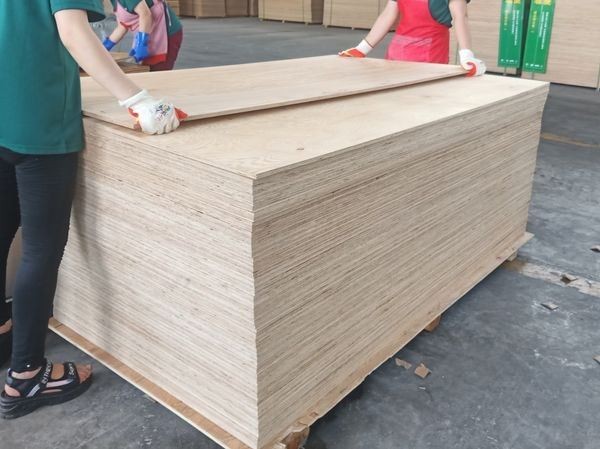 Okoume Plywood Bingtangor Plywood Poplar All Size And Thickness Made in China Xingang Brand