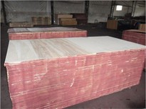 Two Times Hot Press Poplar Core Film Faced Plywood Brown Film
